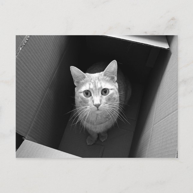Katze in einer Box Postkarten (Vorderseite)