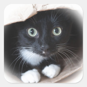 Katze in einer Tasche Quadratischer Aufkleber