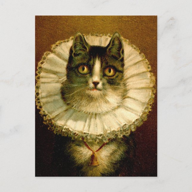 Katze in Elizabethan Collar Kostüm Postkarte (Vorderseite)