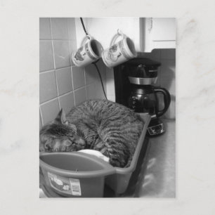Katze in Geschirrspüler Postkarte