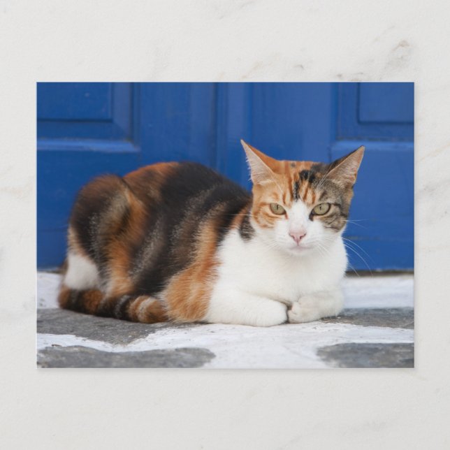 Katze in Griechenland Postkarte (Vorderseite)
