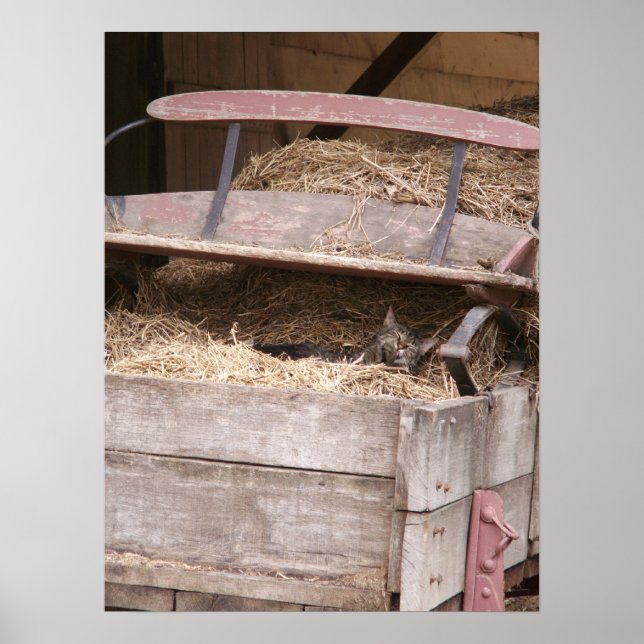 Katze in Hay Wagon Print Poster (Vorne)