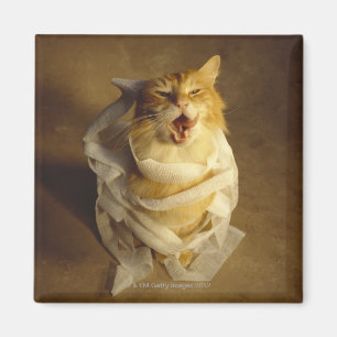 Katze in medizinischer Gaze verpackt Magnet