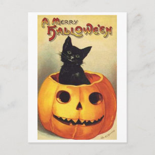 Katze in Pumpkin Postkarte