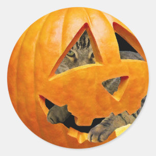 Katze in Pumpkin Runder Aufkleber