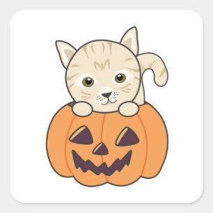Katze in Pumpkin Sweet Cats Happy Halloween Square Quadratischer Aufkleber