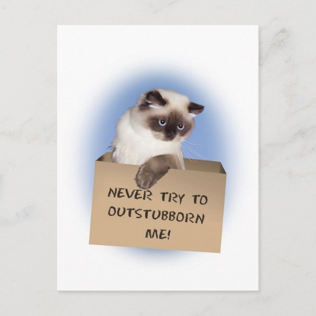 Katze in Schachtel Postkarte (Vorderseite)