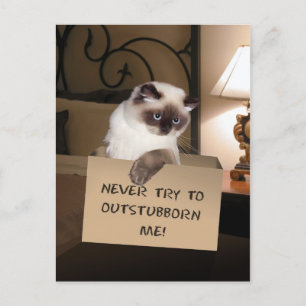 Katze in Schachtel Postkarte