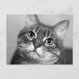 Katze in Schwarz und Weiß Postkarte