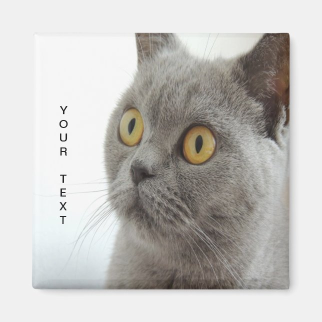 Katze ist niedlich magnet (Vorne)