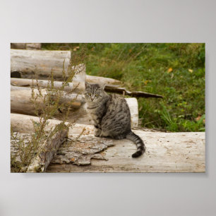 Katze ist wartete Sie - Plakat