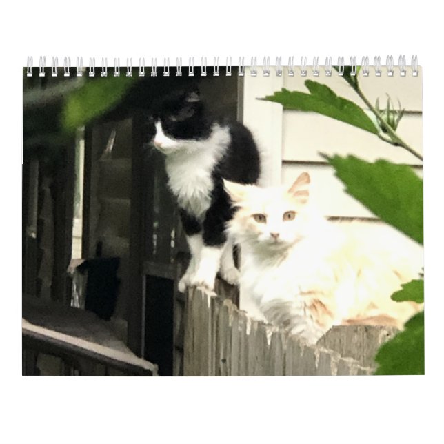 Katze Kalender (Rückseite)