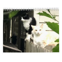 Katze Kalender