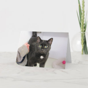 Katze Karte