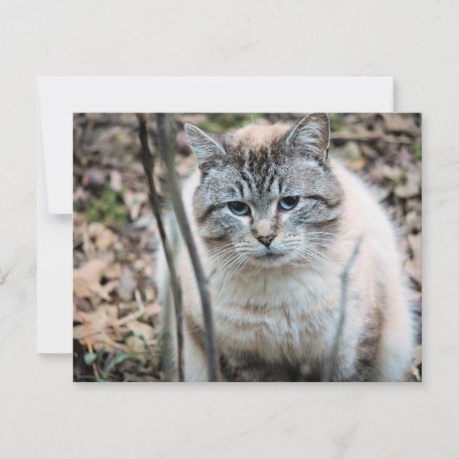 Katze Karte (Vorderseite)