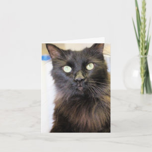 Katze Karte
