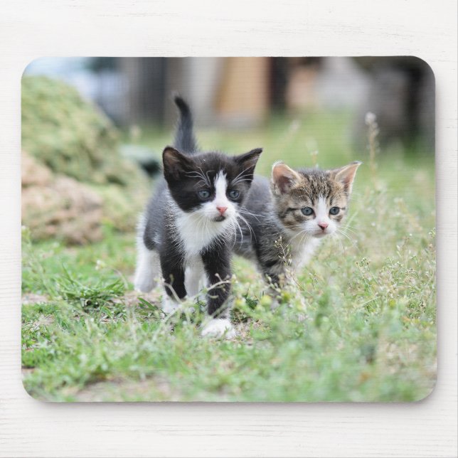 Katze, Kätzchen, Haustier Mousepad (Vorne)