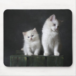 Katze, Kätzchen, Katze Mousepad