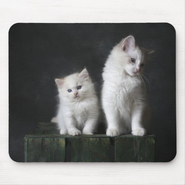 Katze, Kätzchen, Katze Mousepad (Vorne)