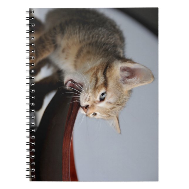 Katze, Kätzchen, Tier Notizblock (Vorderseite)