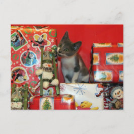 Katze, Kätzchen, Weihnachten, Rettung, Foto Feiertagspostkarte