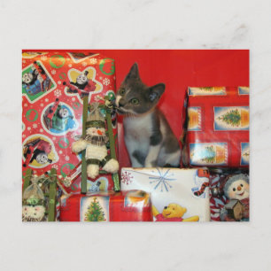 Katze, Kätzchen, Weihnachten, Rettung, Foto Feiertagspostkarte