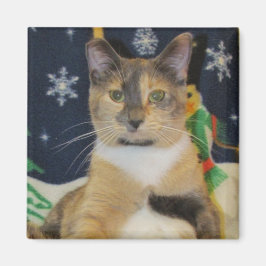 Katze, Kätzchen, Weihnachten, Rettung, Foto Magnet