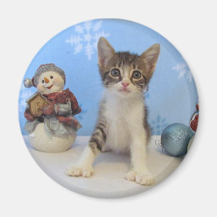 Katze, Kätzchen, Weihnachten, Rettung, Foto Magnet