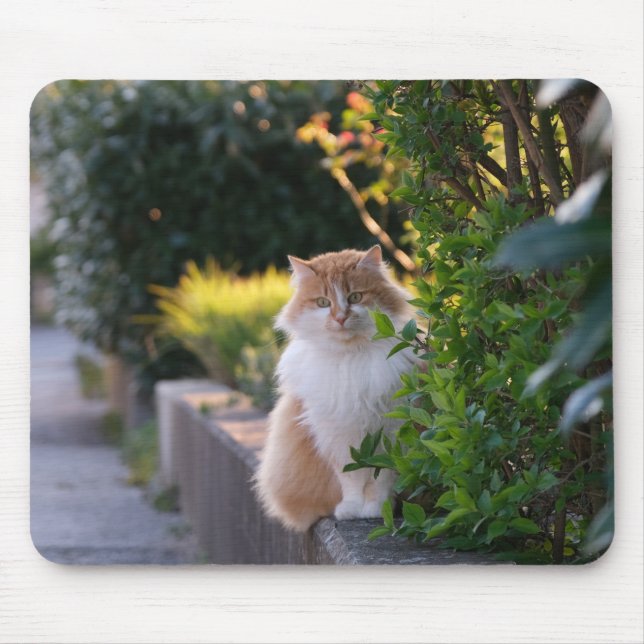 Katze, Katze, Katze, Mousepad (Vorne)