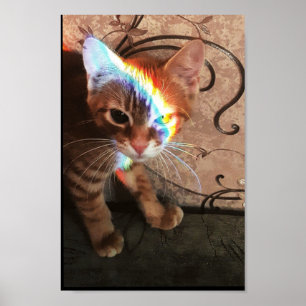 Katze, Katze, lustig, niedlich, kitty, kitten, sch Poster