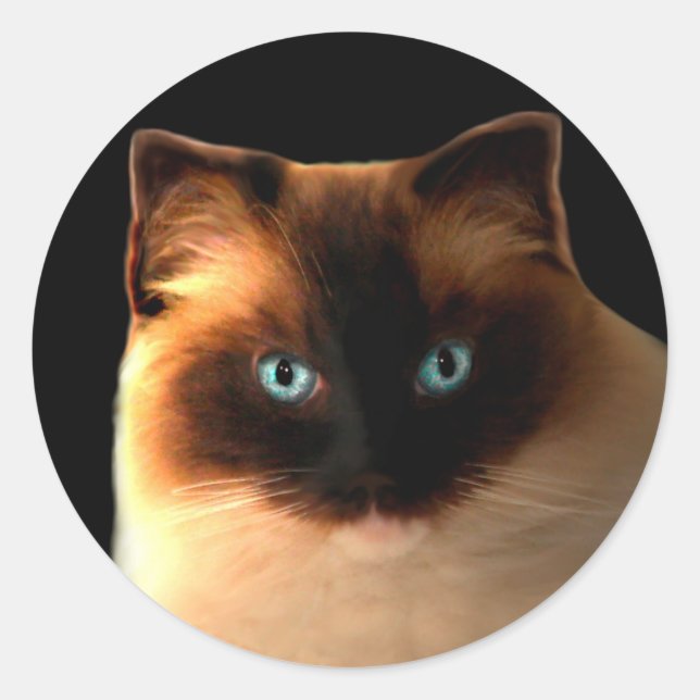 Katze Katzen Ragdoll Ragdolls Kitty Stickers (Vorderseite)