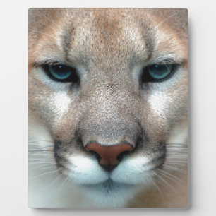 Katze Katzen wilde Streifen Druck diy Jahrestage Fotoplatte