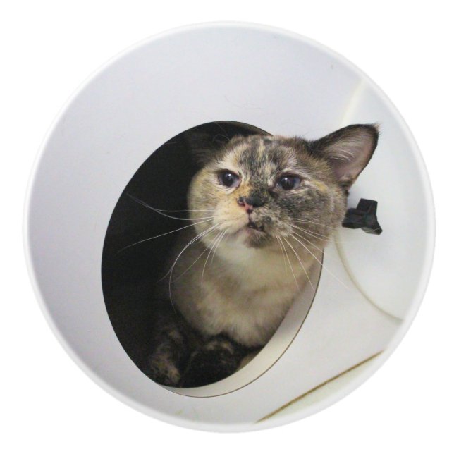 Katze Keramikknauf (Vorderseite)