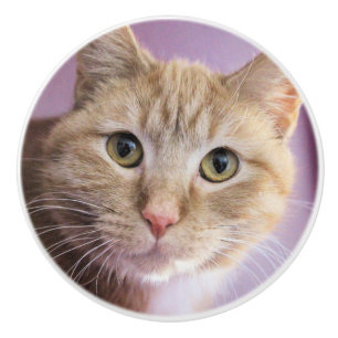 Katze Keramikknauf