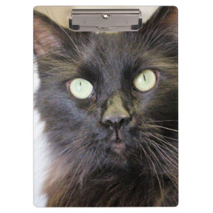 Katze Klemmbrett