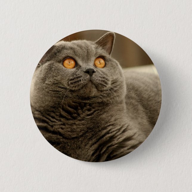 Katze: Kurzfristige Katze Button (Vorderseite)