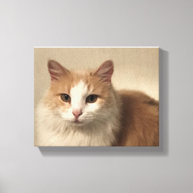 Katze Leinwanddruck (Vorderseite)