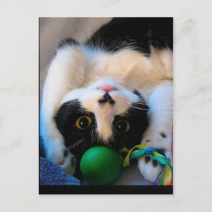 Katze liegt auf dem Bett Postkarte