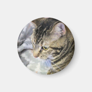 Katze Magnet