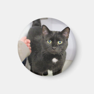 Katze Magnet