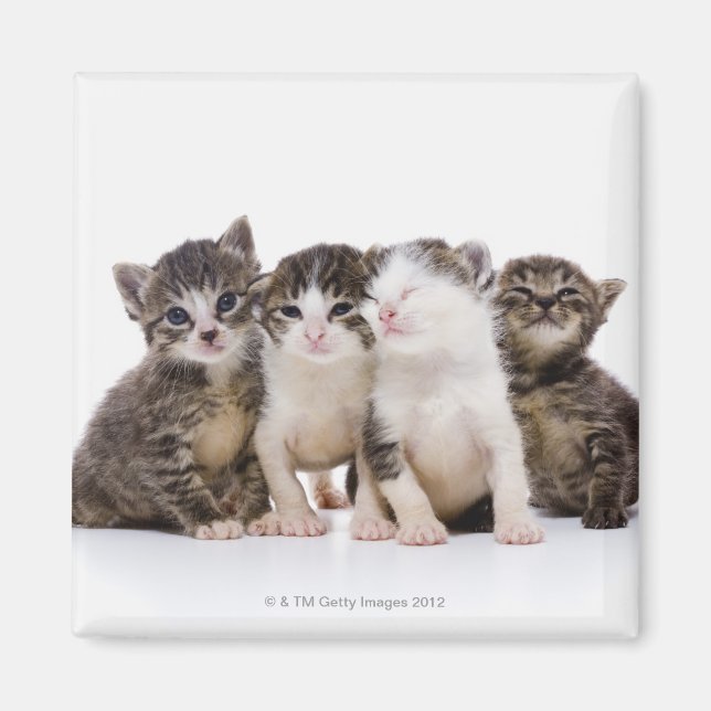 Katze Magnet (Vorne)