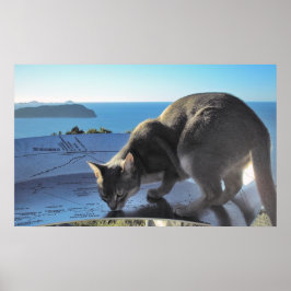 Katze markiert den Punkt: Top des Berges Paku Neus Poster