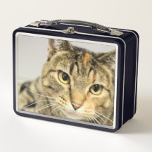 Katze