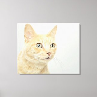 Katze mit Augen offen, nah Leinwanddruck