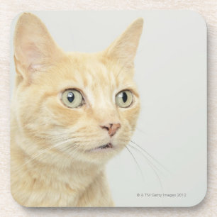 Katze mit Augen öffnen sich weit Getränkeuntersetzer