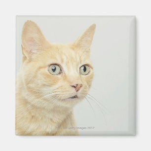 Katze mit Augen öffnen sich weit Magnet