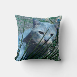 Katze mit blauem Kissen