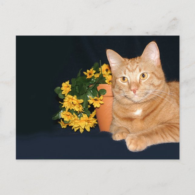 Katze mit Blume Postkarte (Vorderseite)