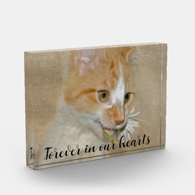 Katze mit Daisy-Pet-Memorial Fotoblock (Links)