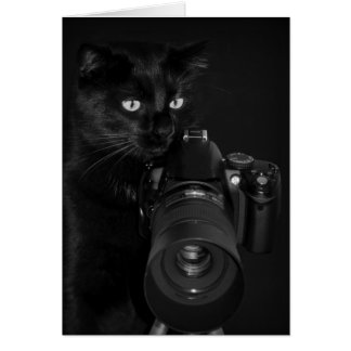 Katze mit der Kamera